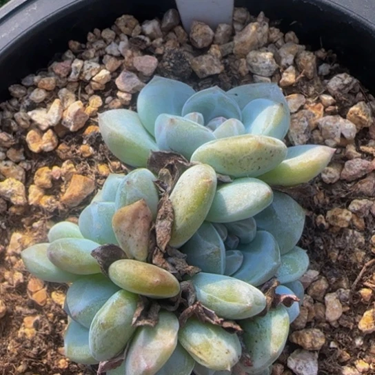 651号6头星影捧花特价