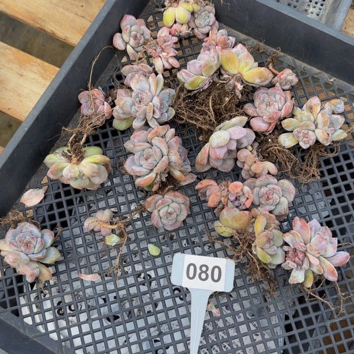 080组合赠品无售后