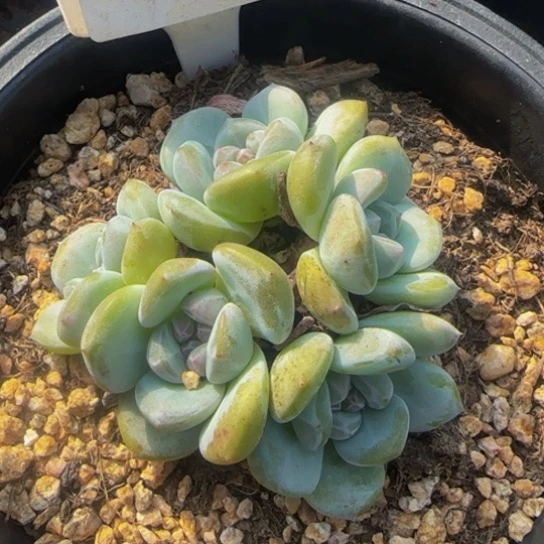 662号绝绝子5头大星影特价