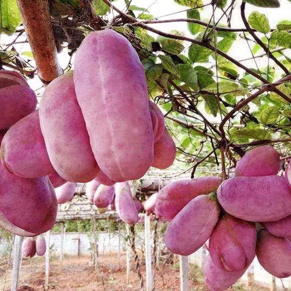 【今年新种】八月瓜种子四季种植庭院种植无籽八月瓜