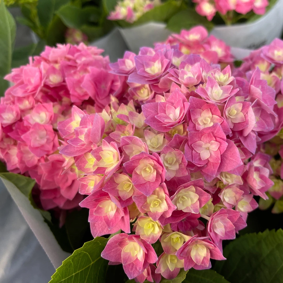 绣球花（青春）盆栽粉色重瓣庭院办公室花原盆原土云南昆明基地直发