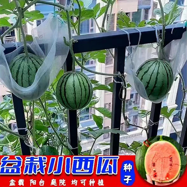 【9.9元 3包盆栽小西瓜种黄瓜种子蔬菜南瓜种子西红柿菜种子苦瓜