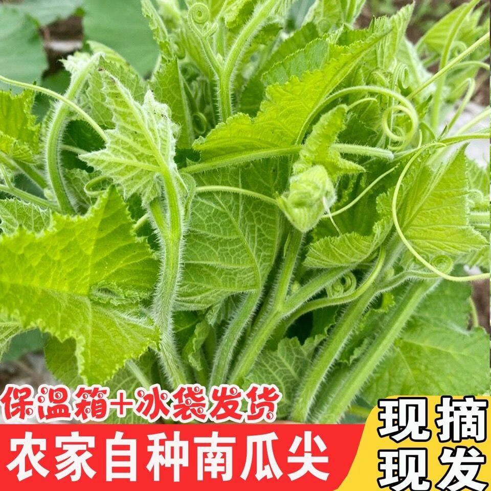露天种植新鲜南瓜藤南瓜芽酒店特色菜清炒一箱包邮