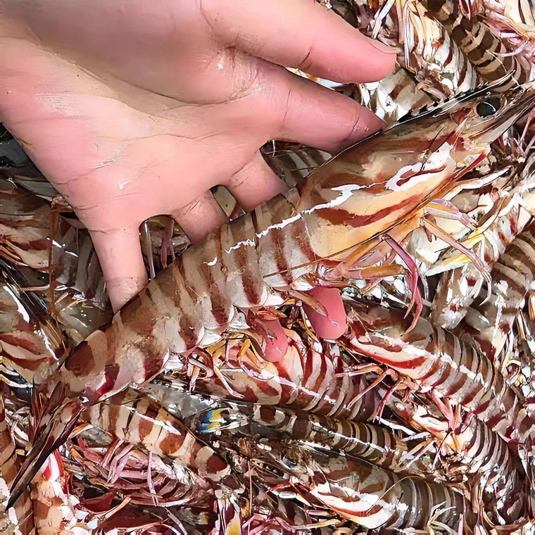 【7头左右/斤】野生海捕大斑节虾  野生竹节虾斑节虾九节虾