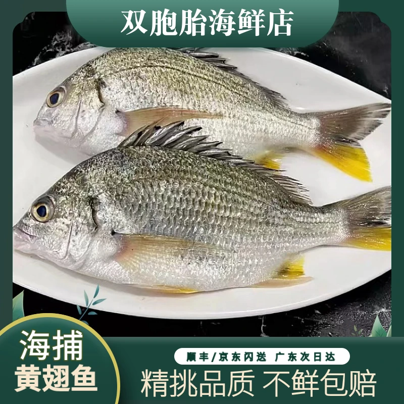 【小胞海鲜】本港黄脚立鱼 黄立鱼黄鳍鲷鱼黄翅鱼蜡鱼新鲜海鱼