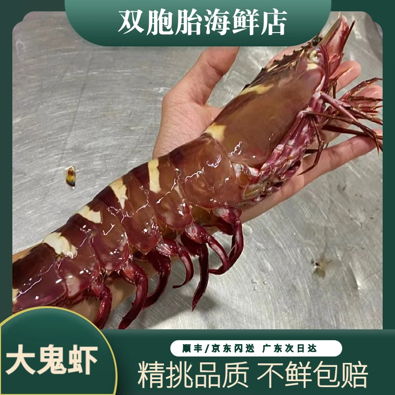 【2斤共6个】活冻大鬼虾 海捕野生九节虾新鲜大海虾