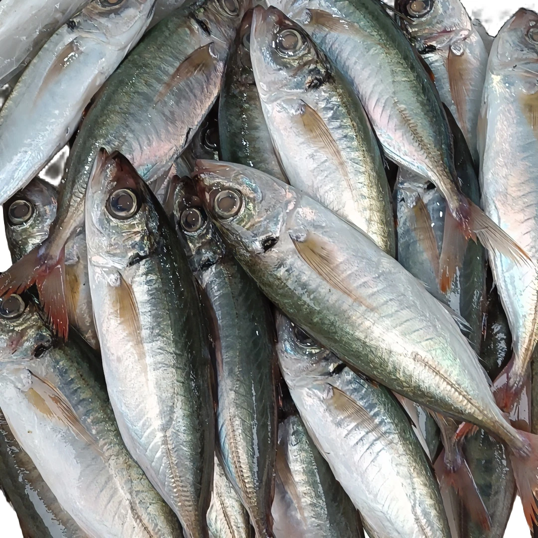 野生海捕红尾池 红尾巴浪鱼新鲜海鱼