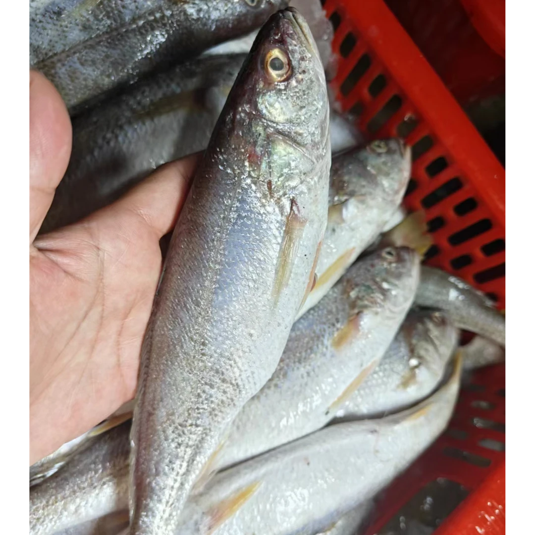 野生海捕白三牙鱼新鲜海鱼