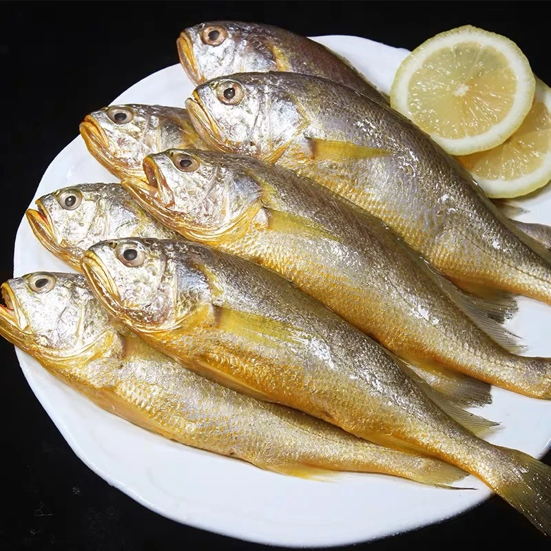 汕尾本港野生黄花鱼 纯海捕金龙鱼