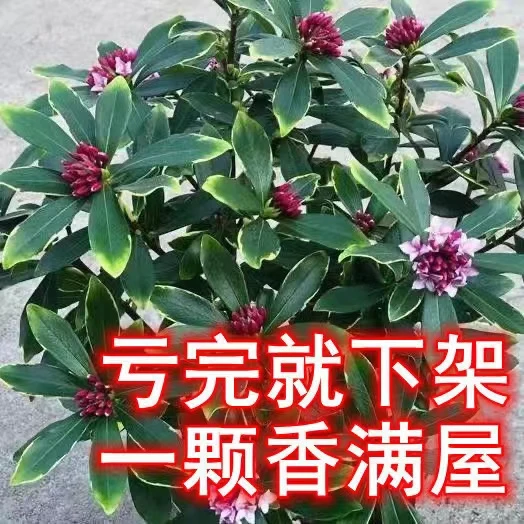 金边瑞香大苗盆栽浓香耐寒花卉室内外观花植物开花客厅包邮