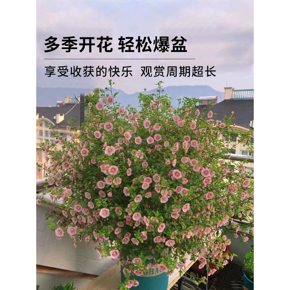 小木槿花卉盆栽棒棒糖耐寒耐热庭院室内阳台四季开花好养植物大全