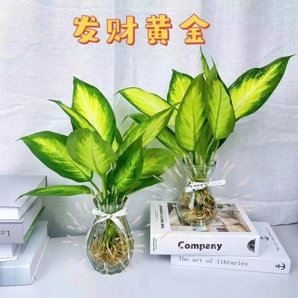 玛丽安水培植物室内好养盆栽万年青银皇后办公室桌面四季常青绿植