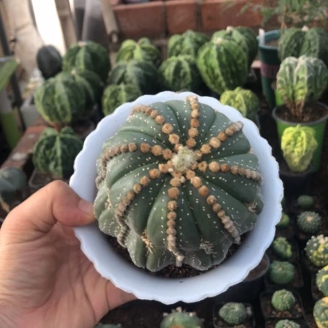 木心一物一拍，非偏远28.8包邮