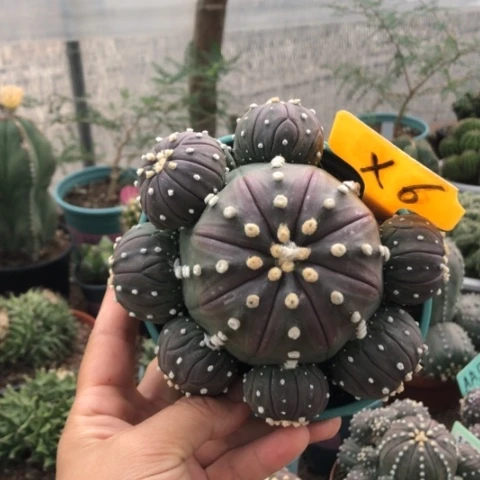 专拍专拍观赛专拍