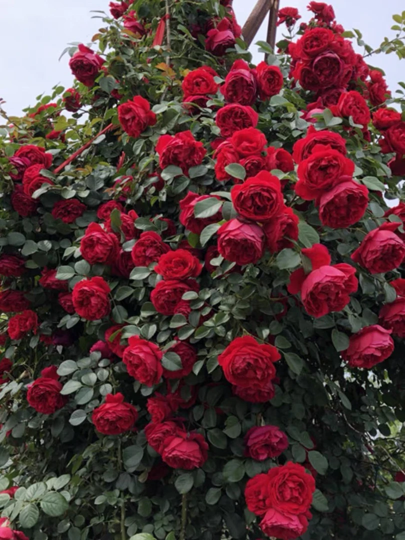 藤本佛罗伦蒂娜月季花苗爬藤大花开花红色玫瑰四季盆栽花卉蔷薇花