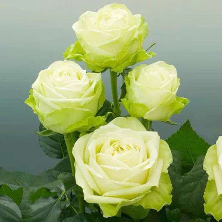 新品浪漫格林月季花苗盆栽浓香大花玫瑰庭院花卉植物阳台四季开