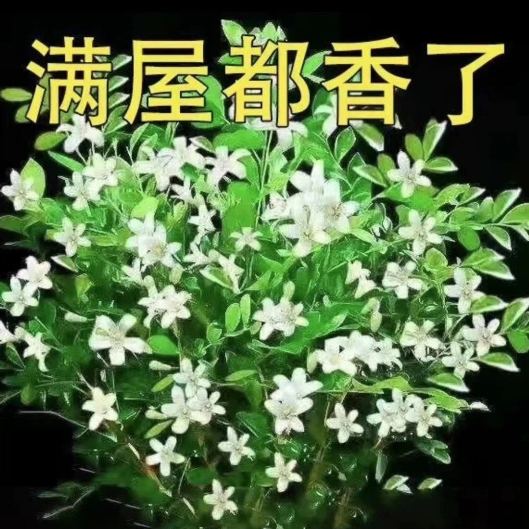 九里香阳台种植花卉 客厅 卧室种植绿植 九里都飘香的花卉白色