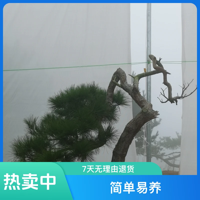 精品山采黑松盆景