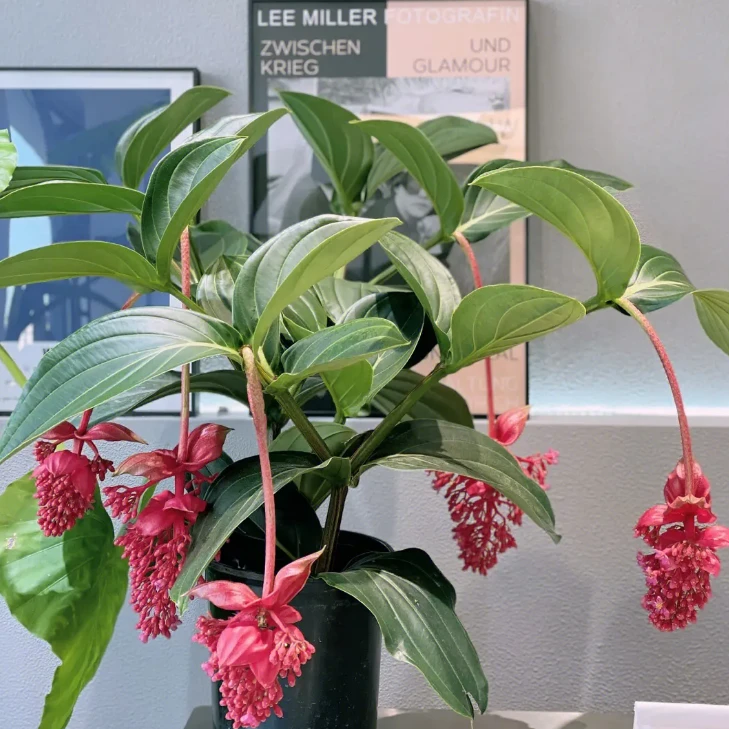 宝莲灯花大棵花带苞室内植物客厅花卉