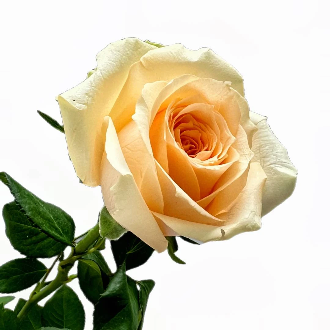 【云秀花卉】蜜桃雪山香槟玫瑰鲜切花云南基地直发 一单冷链包邮