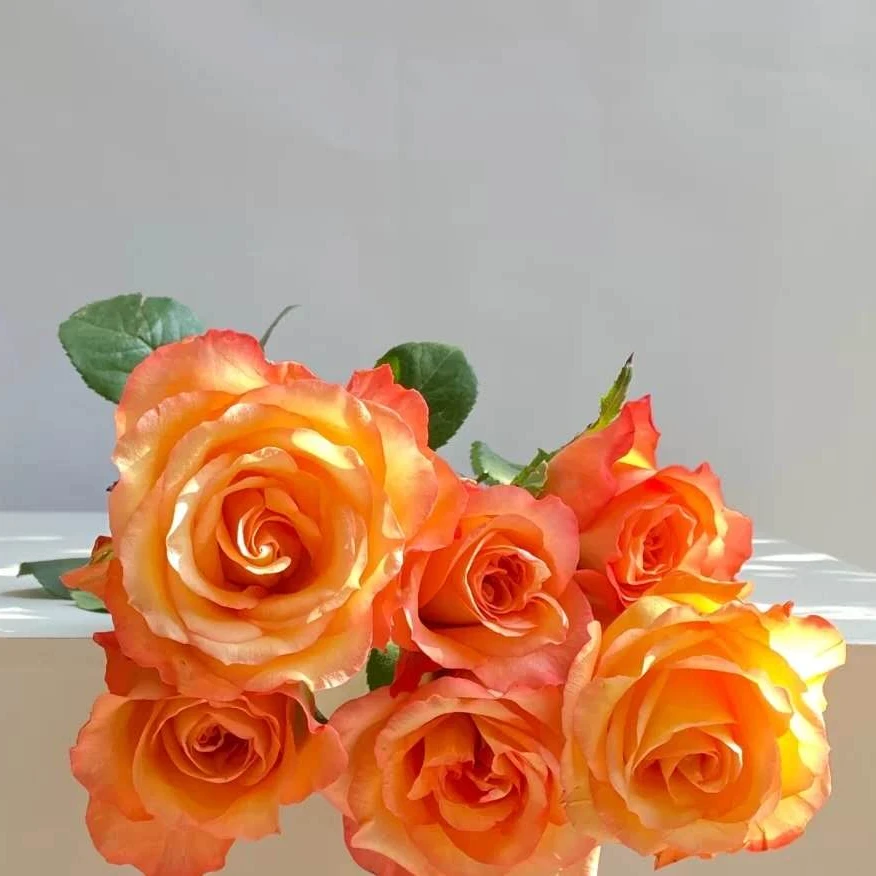 【云秀专利-金辉】橙红渐变复色大花玫瑰云南基地直发 一单冷链包邮