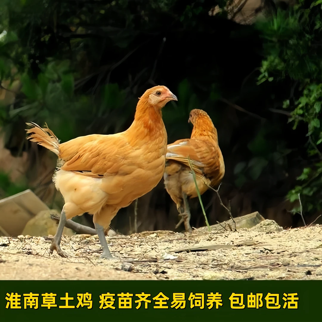 农场直发青年半大脱温散养正宗淮南草笨土鸡好养活体包邮包活到家