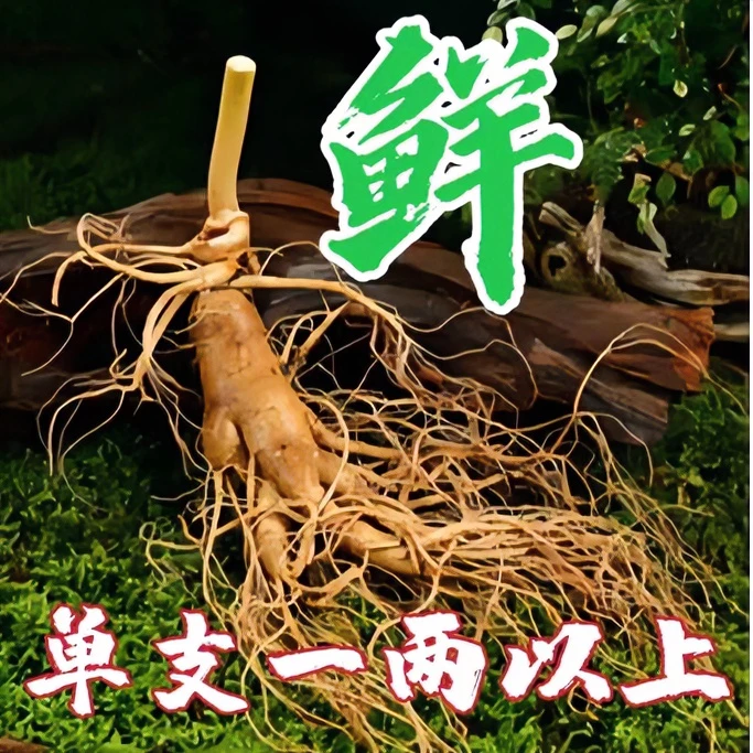 长白山新鲜人参，单支一两以上新鲜人参， 泡酒 煲汤 送礼 营养滋补
