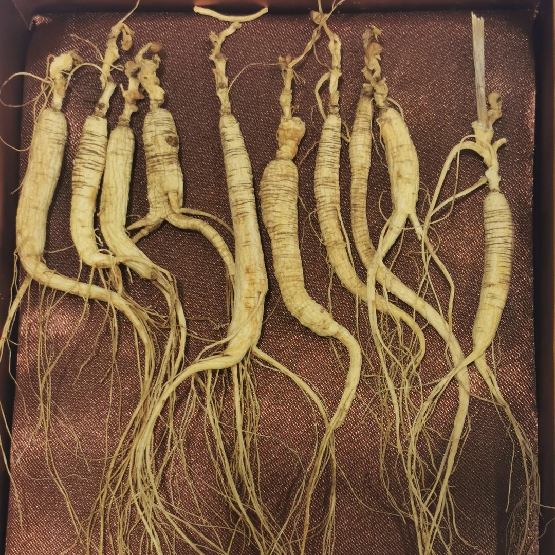 长白山林下山参   10支装   15年之内干参，一盒净重20克左右