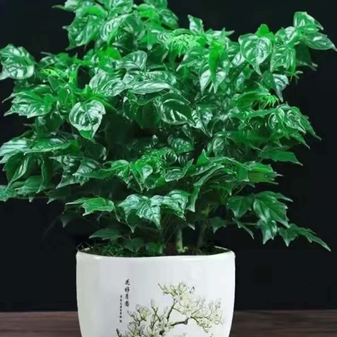 小幸福树（拍一发3）