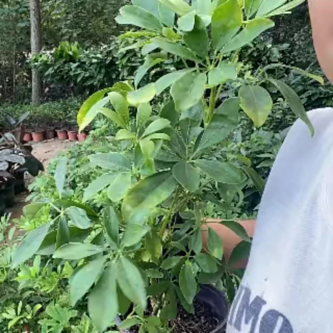 八方来财。拍一发三裸根发货