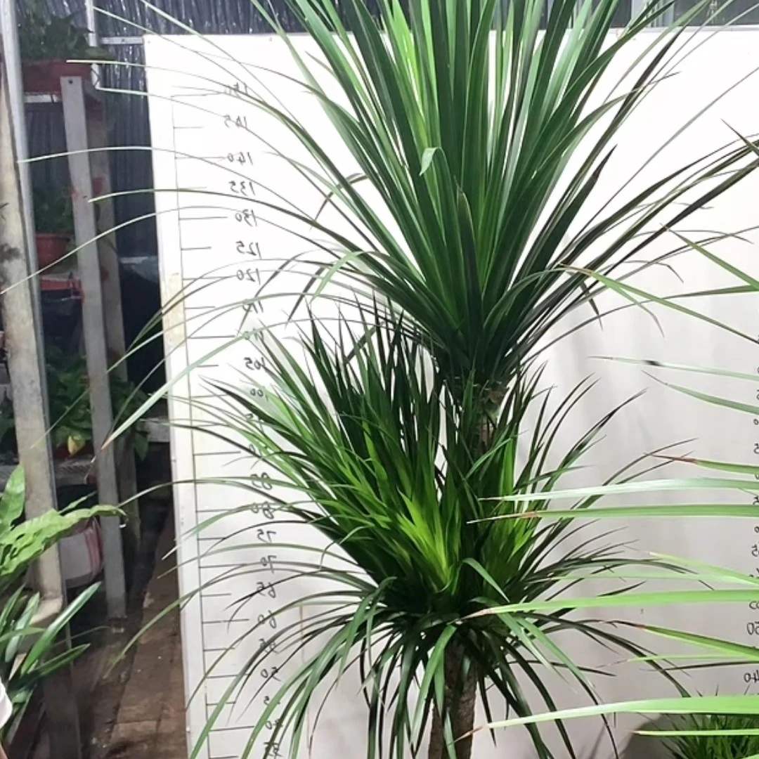 指定黑珍珠龙血树288