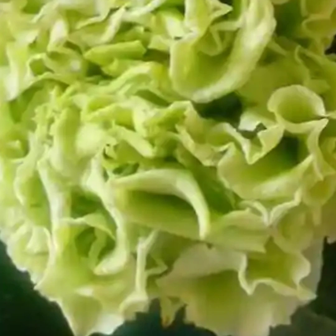 绿可娜，原盆原土发送保温