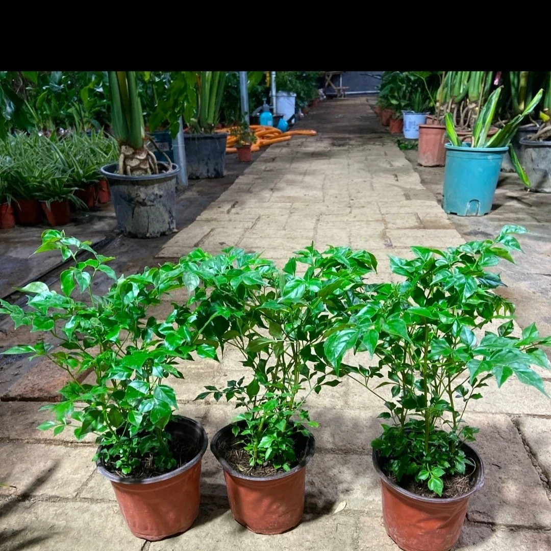 小幸福树一盆四棵拍一发三微黄叶折枝不售后