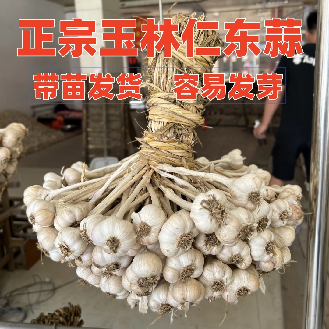 广西玉林仁东蒜种本地紫皮红皮大蒜南方蒜种大蒜硬骨家种无添加
