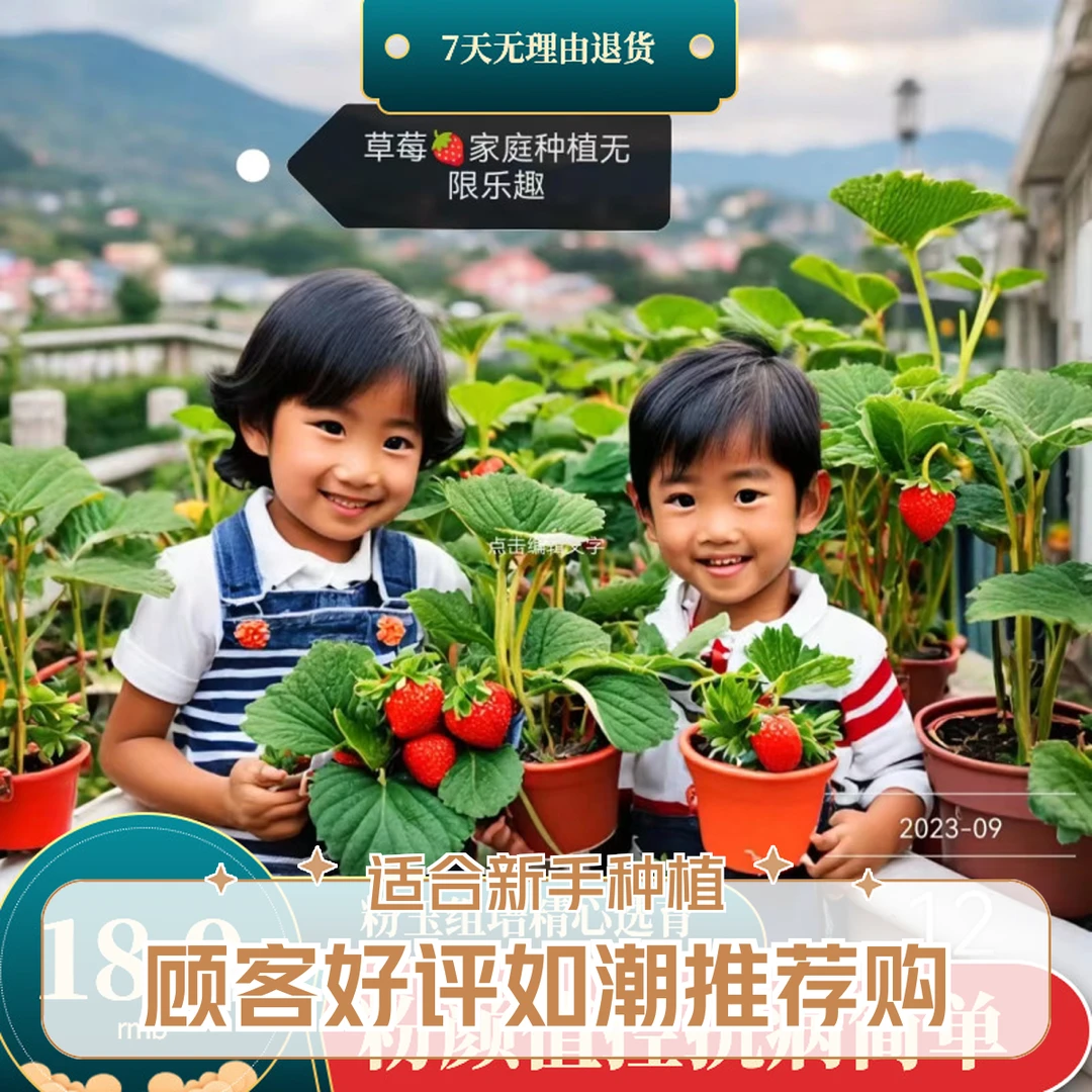 （顺丰包邮）优质健康无病害阳台精品基质草莓苗铺底通用土