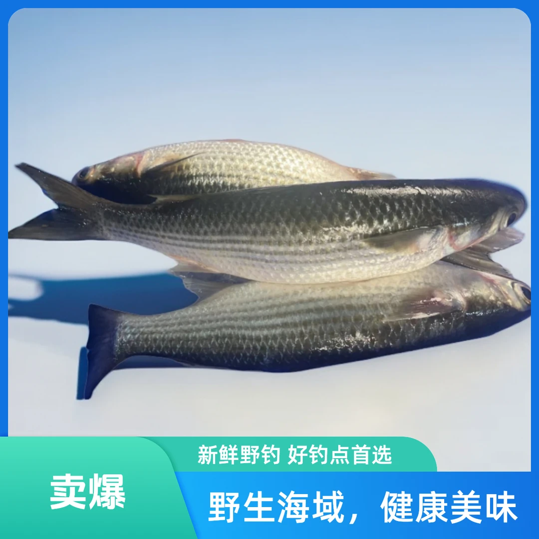 海门本港渔船海鲜：咸水海乌  全硬身全鲜（特价福利品）