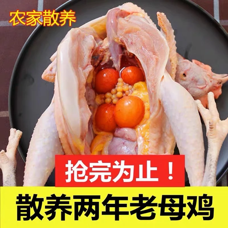 【白叔】2年黄油老母鸡 土鸡 谷物喂养 净重2.5斤 冷链运输