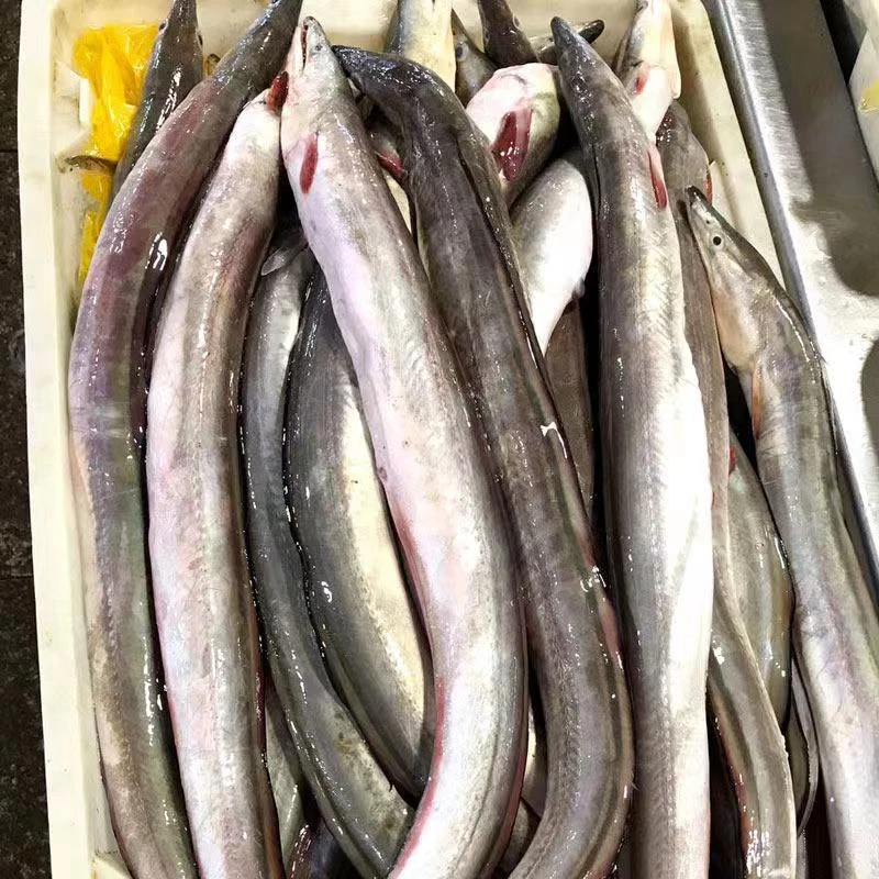 连云港发货  海鳗鱼（勾子鱼）净重 6斤