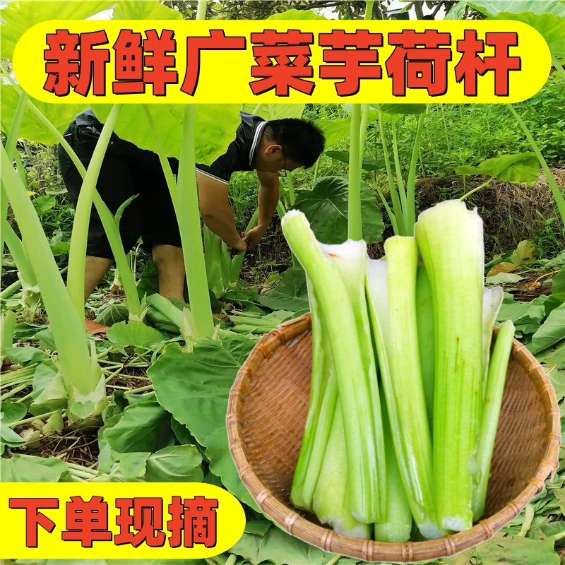 【现摘现发】新鲜广菜芋荷杆3斤芋苗梗白芋荷梅州广西直播农产品