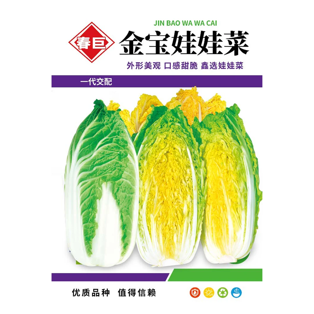 娃娃菜种子小白菜种籽高产黄心娃娃菜种籽小型白菜四季秋冬季蔬菜