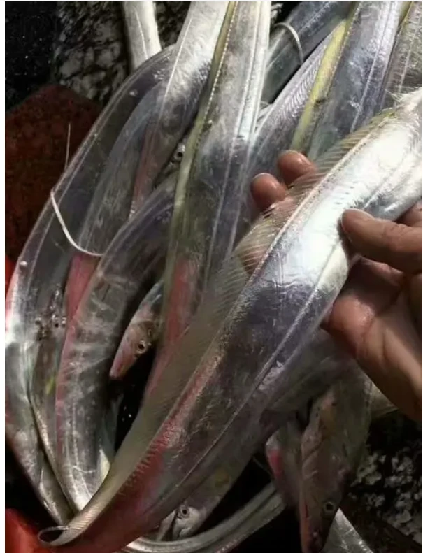 新到手14条鱼钓带鱼6条送8条到手14条带鱼3-4两左右/条：5斤左右