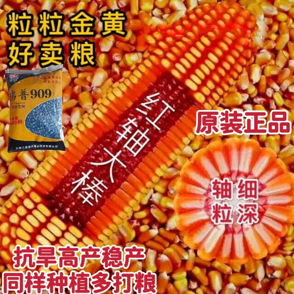 正品瑞普909矮杆大棒