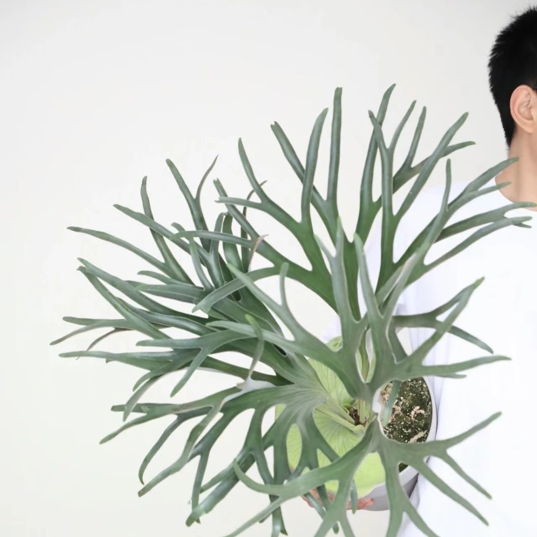 马达加斯加圆盾蕨室内阳台盆栽植物观叶趣味盆栽