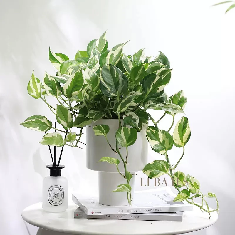 白金葛雪花葛花叶绿萝盆栽好养办公室内桌面吸甲醛绿植物长藤垂吊