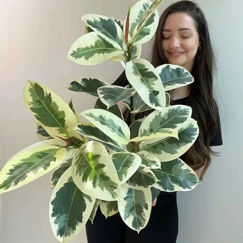 网红花叶橡皮树盆栽办公好养花金刚绿植老桩客厅北欧风室内吸甲醛