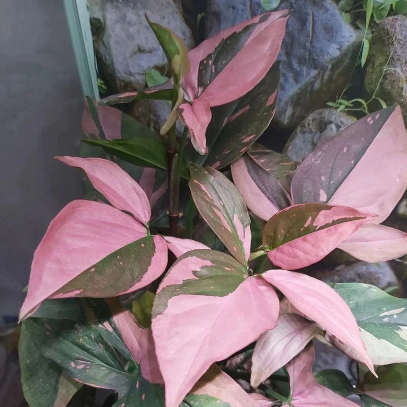 粉锦合果芋室内阳台好养易活老桩母本进口锦化网红绿植盆栽