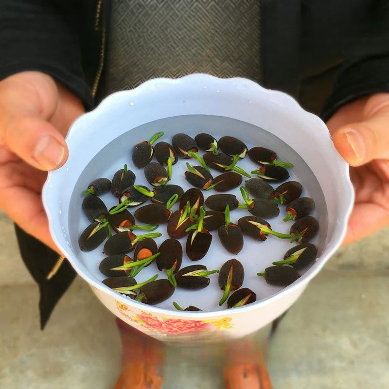 四季播种碗莲种子已开口水培植物睡莲荷花种子室内盆栽绿植花卉