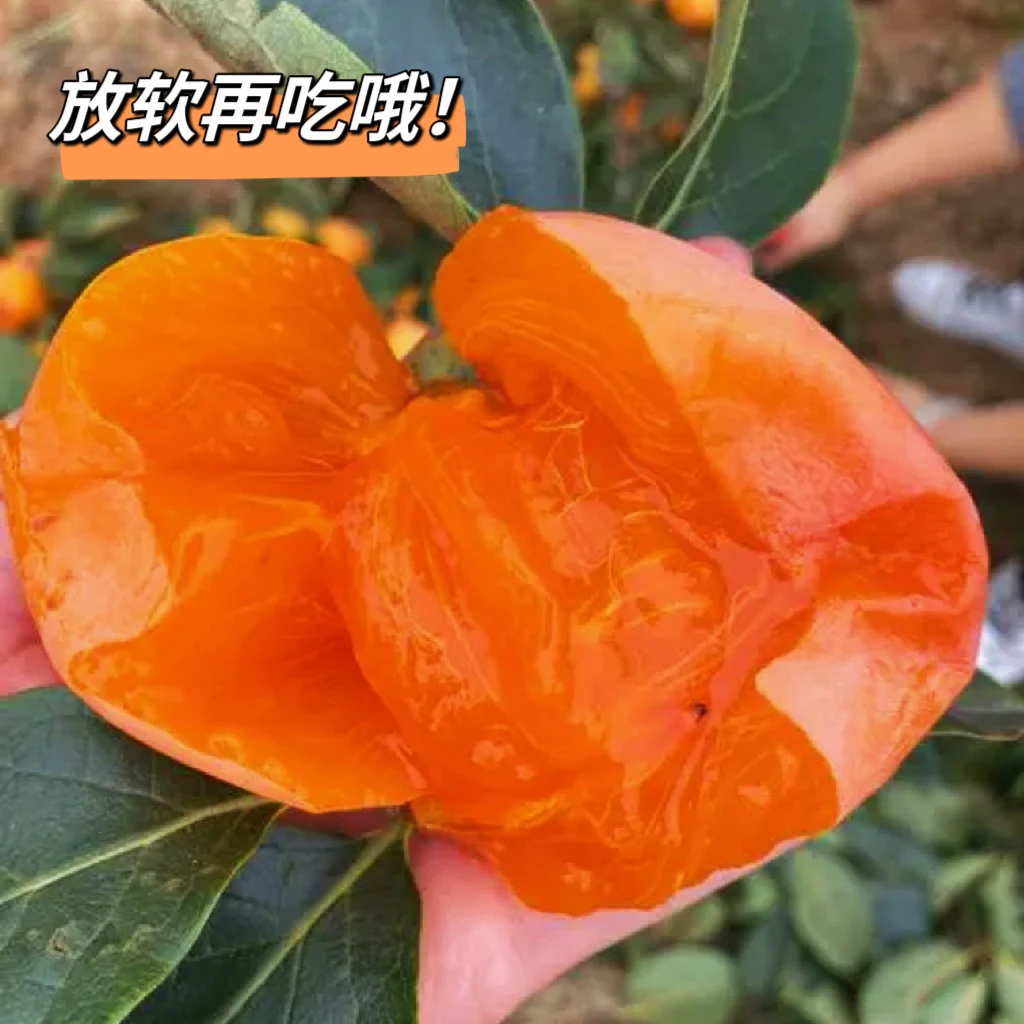【放软食用】陕西富平大尖柿软柿子软糯香甜爆浆流心12/16枚装