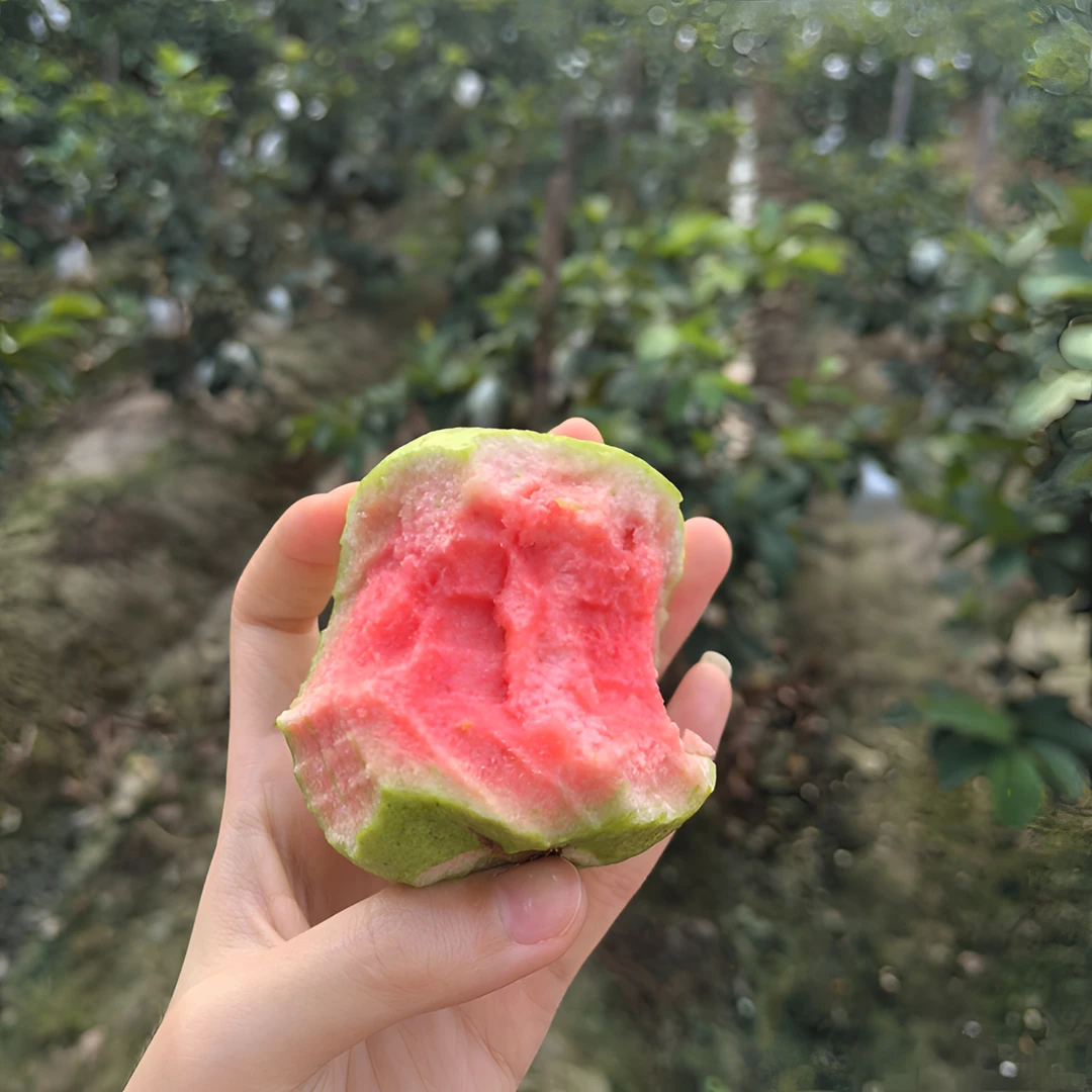 广东汕尾无籽少籽红宝石红心芭乐当季新鲜清香脆甜红心番石榴水果