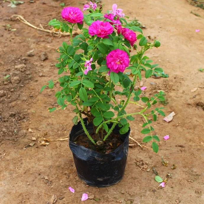 大马士革可食用玫瑰花苗可做花茶玫瑰苗带刺清新香味多季开花耐寒